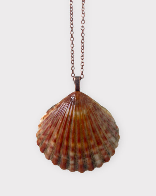 Bright Bay Scallop