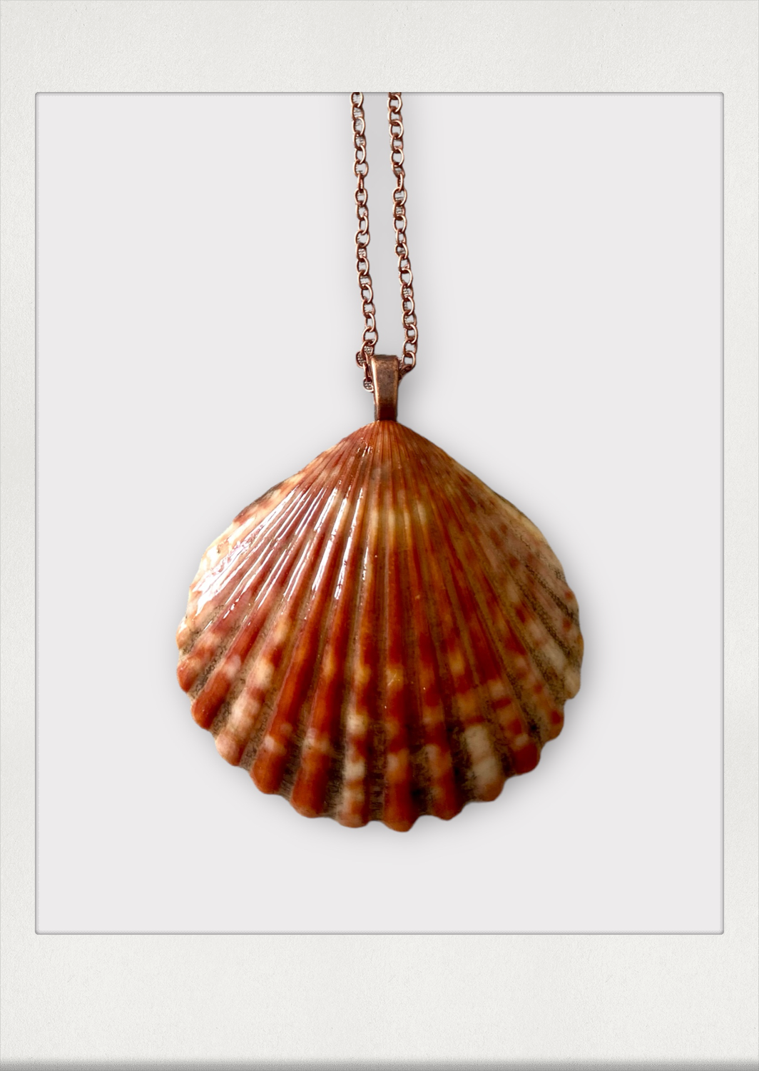 Bright Bay Scallop