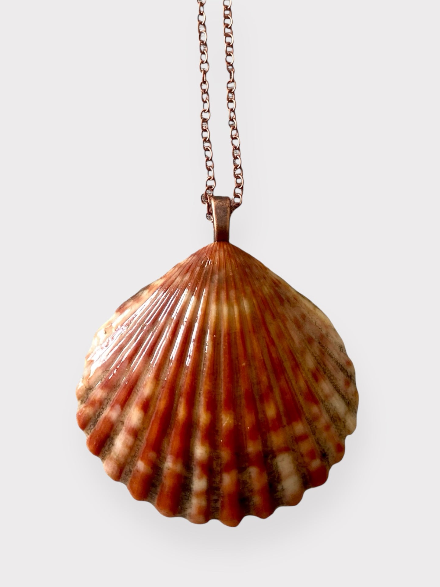 Bright Bay Scallop