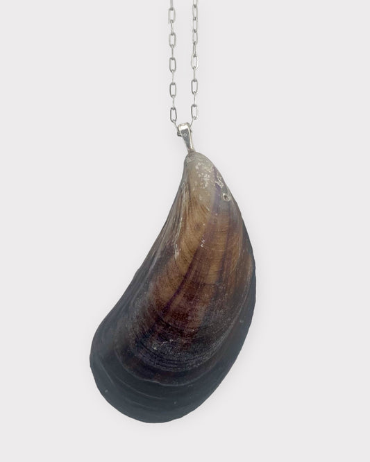Blue Mussel