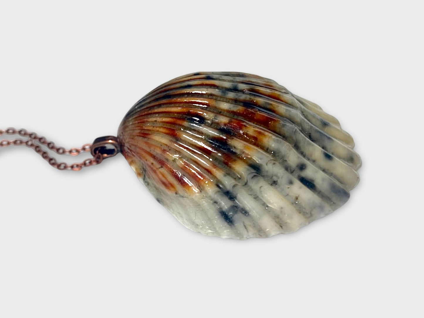 Calico Scallop Necklace