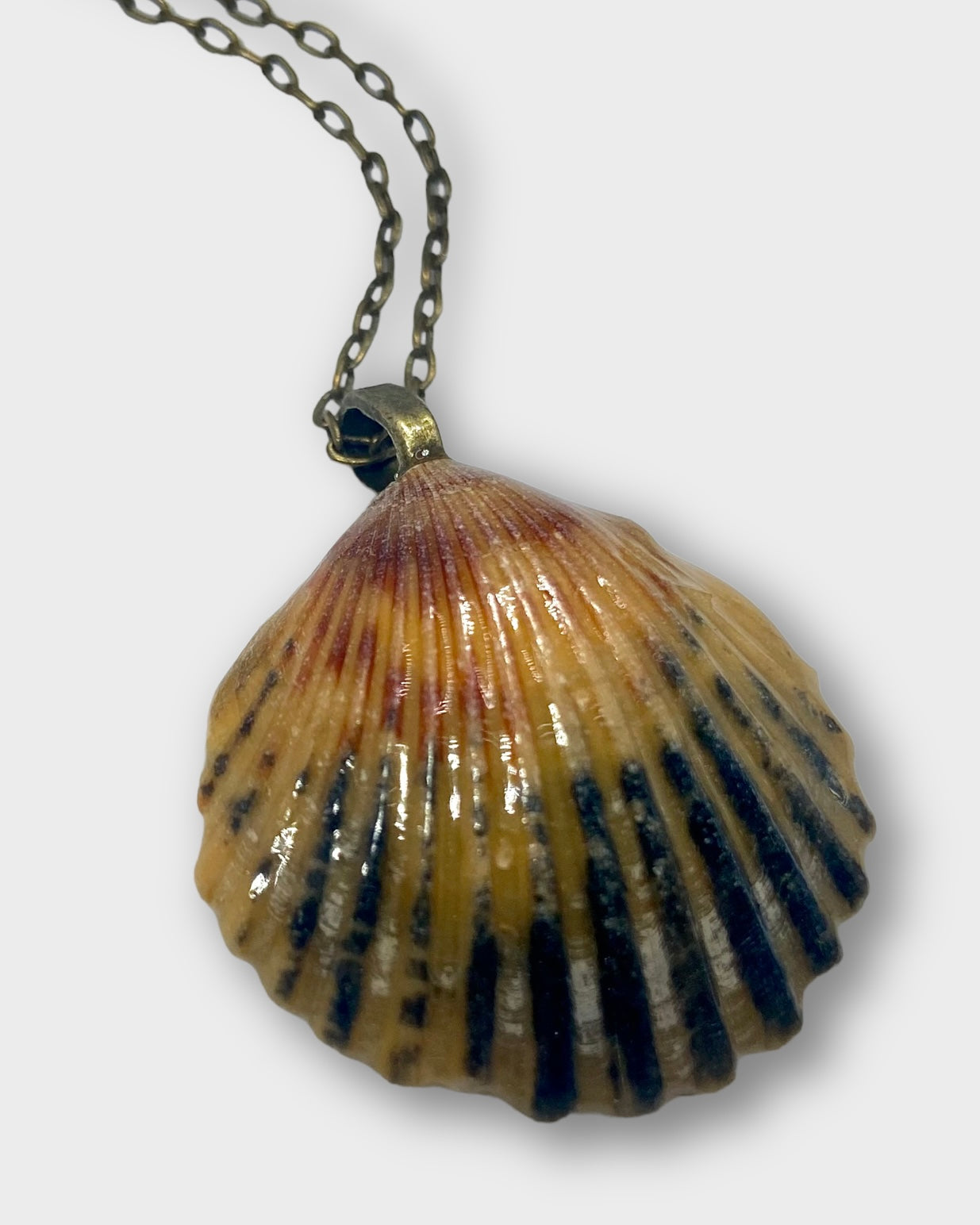 Colorful Cockle Necklace